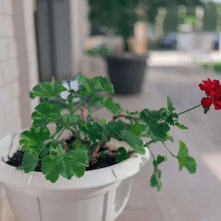 Quarto em Acomodações Particulares Lara Boutique Eforie Nord