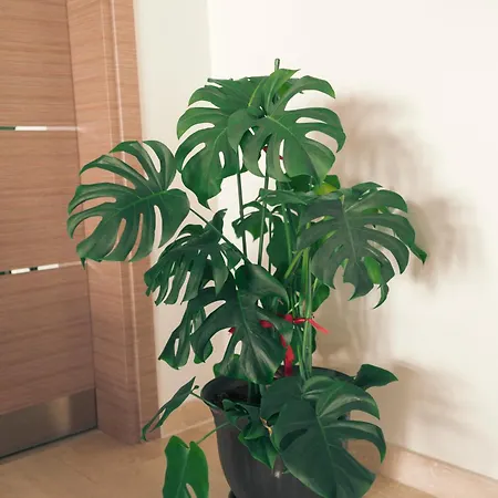 Lara Boutique Homestay *