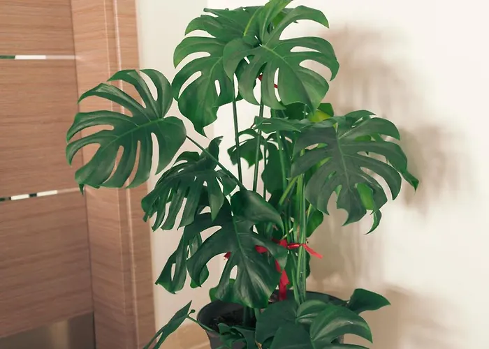 Lara Boutique 民宿 *