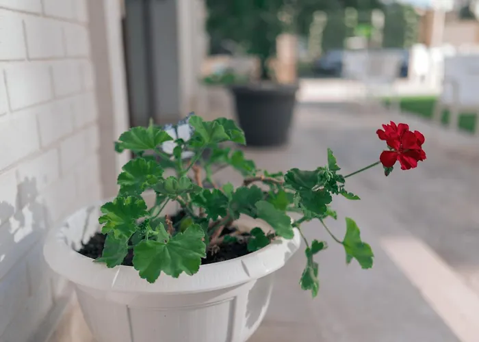 民宿 Lara Boutique 艾福雷诺德